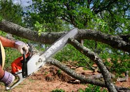 How Our Tree Care Process Works  in  Deming, NM